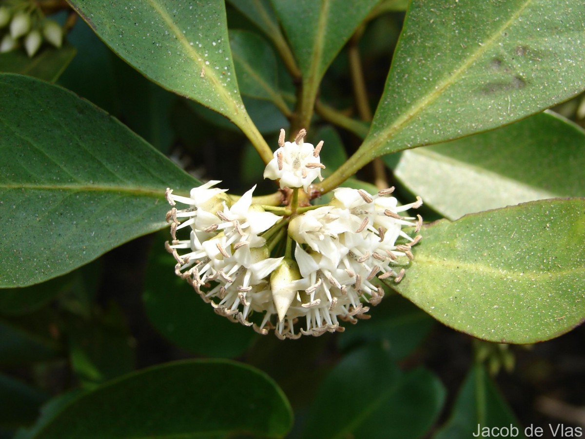 Aegiceras corniculatum (L.) Blanco